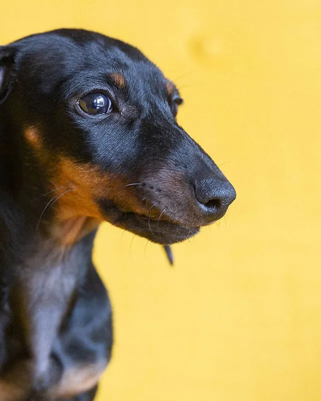 Black and tan dachshund in front of a yellow chair