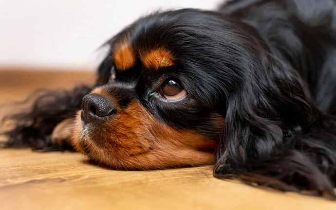 Cavalier King Charles spaniel resting its head on the floor