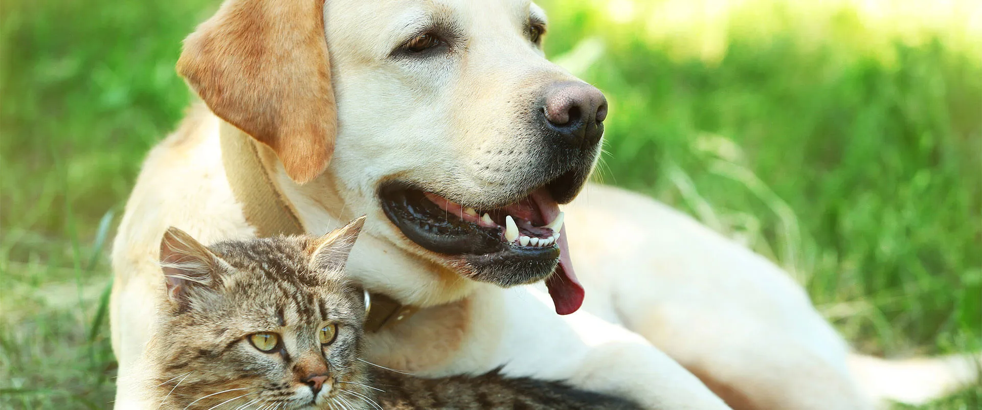 Yellow Labrador lying in the grass beside a tabby cat