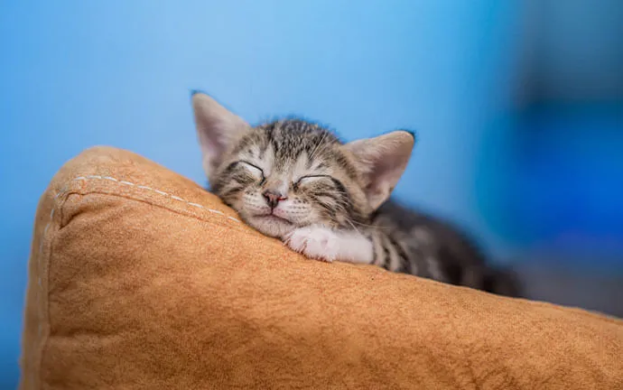 Tabby kitten sleeping on a cushion