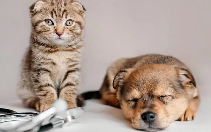 Kitten sitting beside a sleeping puppy