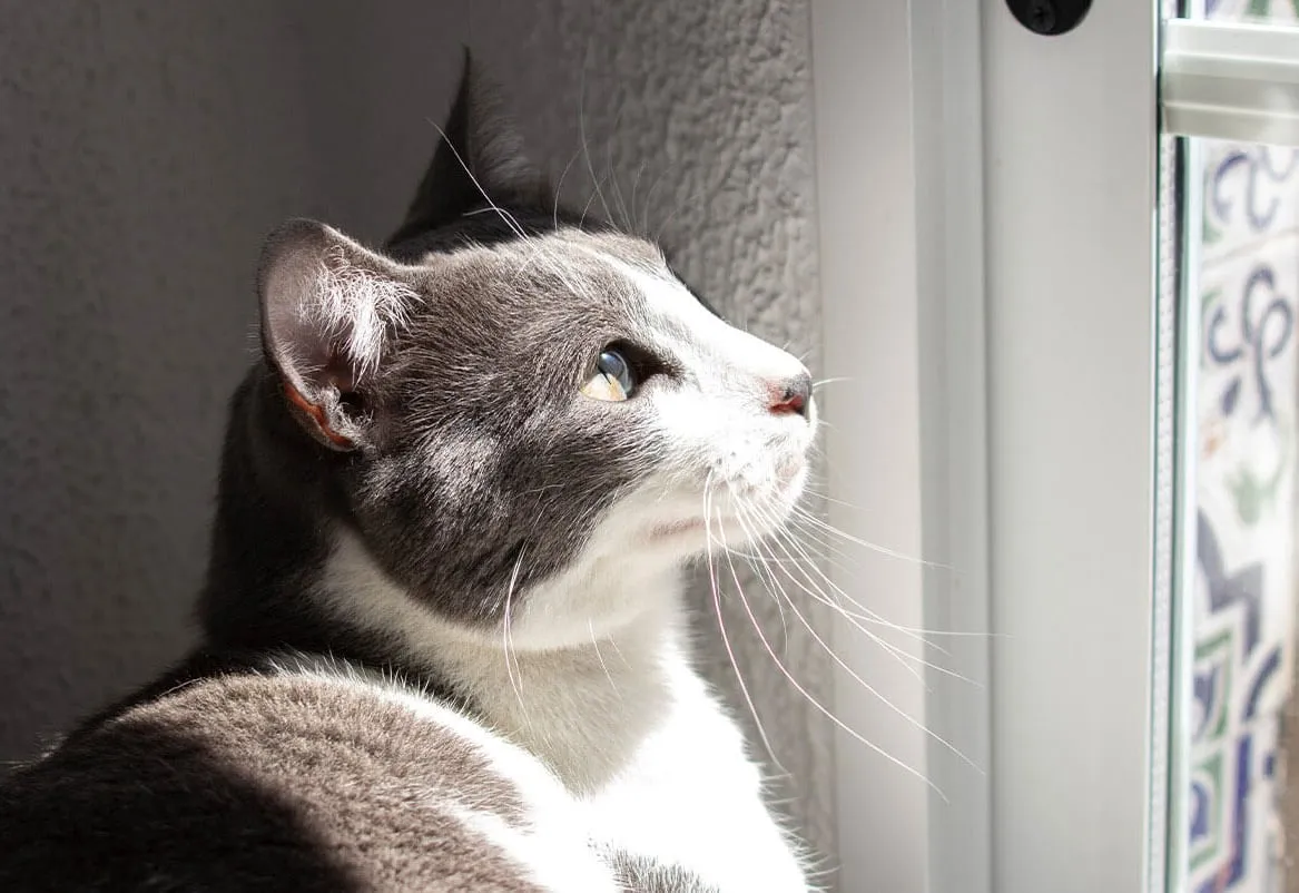 Gray and white cat looking out a window