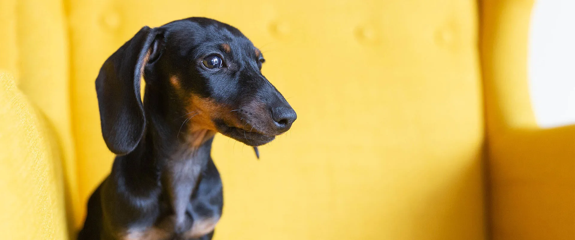 Dachshund sitting in a yellow armchair