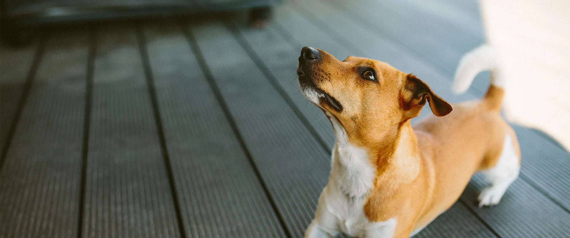 Small terrier sitting on a wooden deck, looking up
