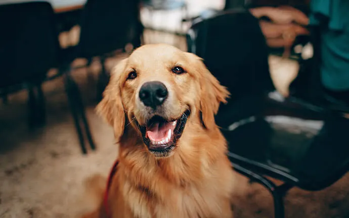 Golden retriever smiling outdoors