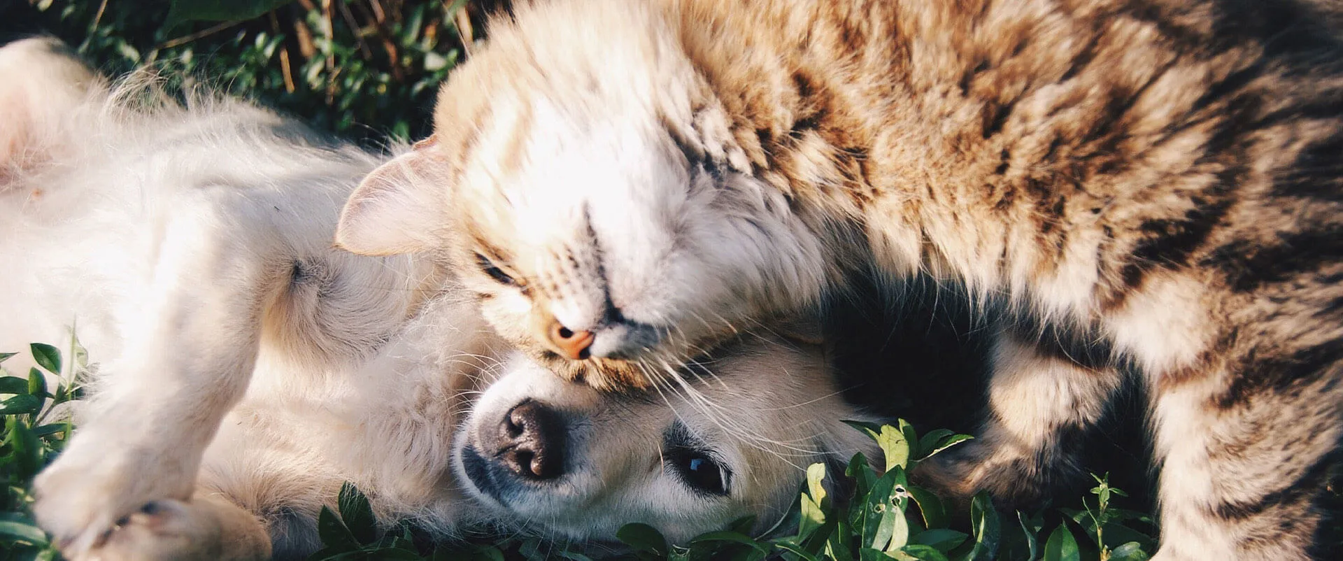 Puppy and a tabby cat cuddling in the grass