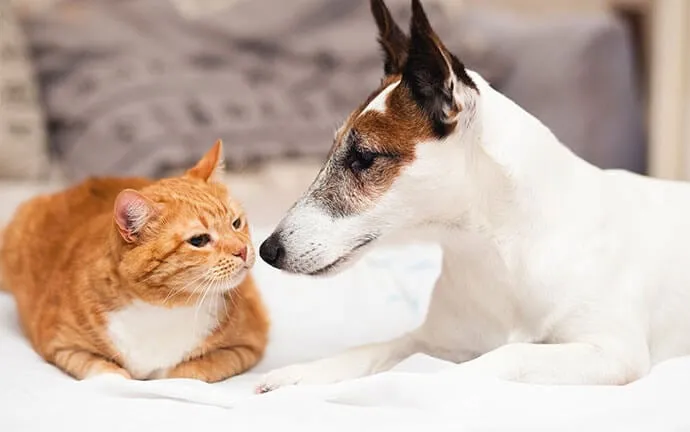 Orange cat and white dog nuzzling on a bed