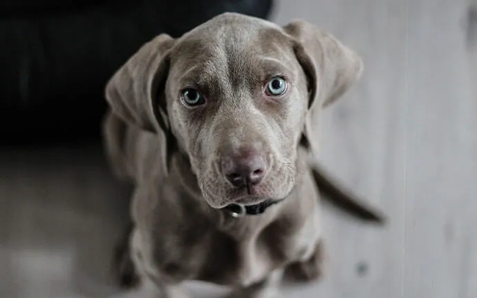 Gray Weimaraner puppy looking up