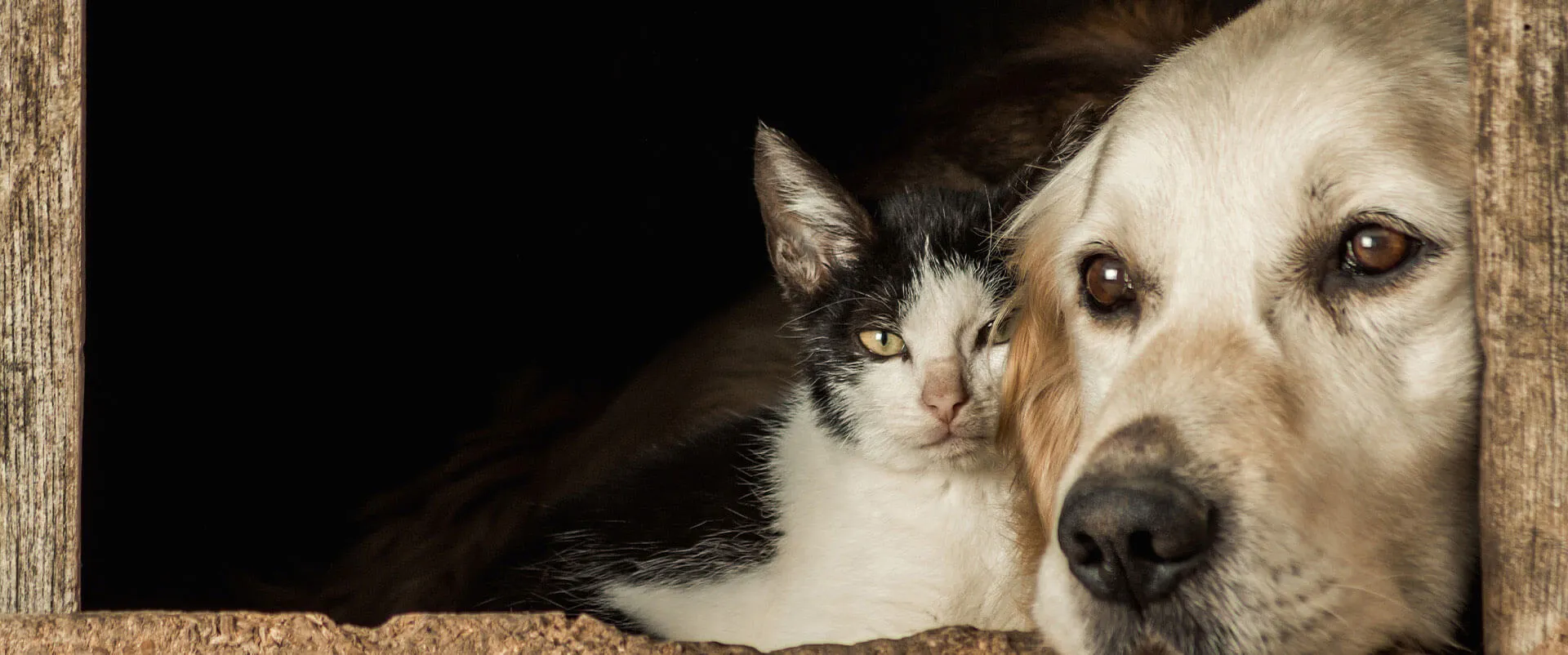 Golden retriever and a black-and-white cat peeking around a doorway