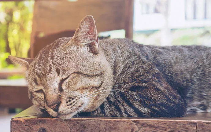 Tabby cat napping on a wooden bench