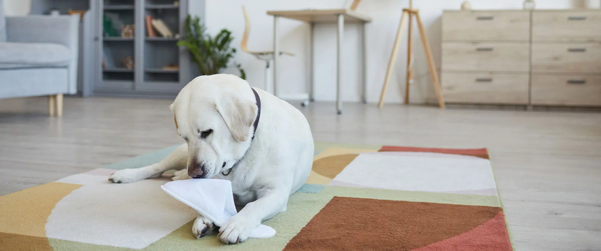 Yellow Labrador puppy chewing a piece of paper on a living room rug