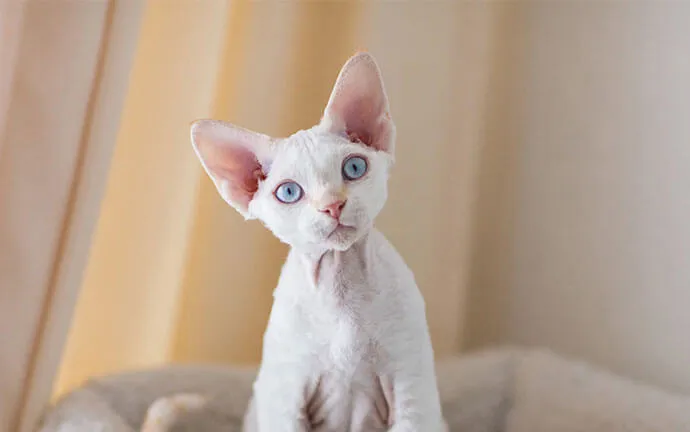 White kitten with blue eyes sitting by a window