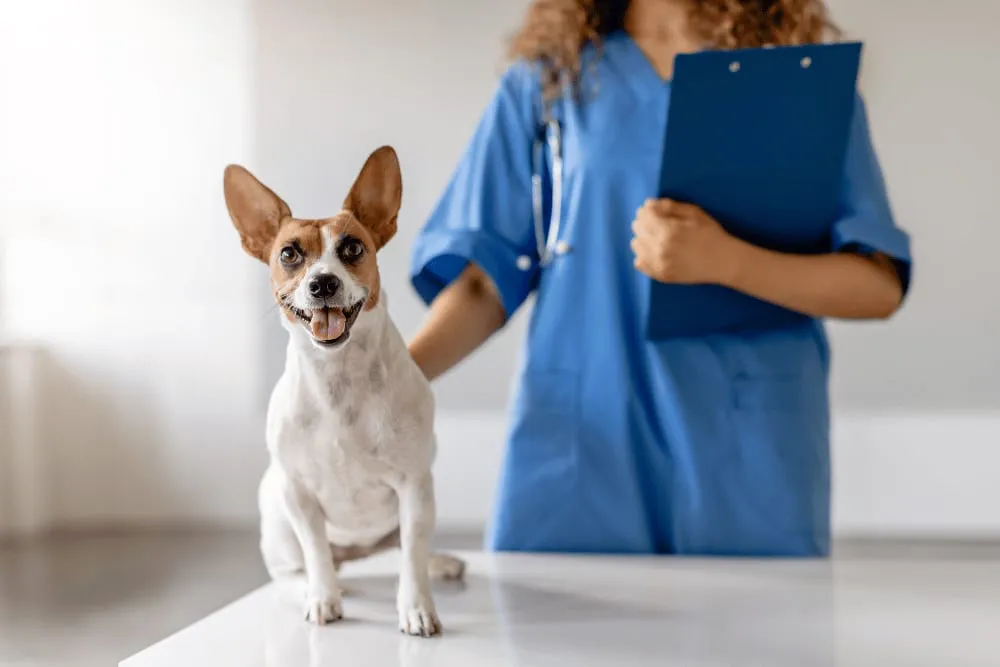 Small dog sitting on an exam table beside a veterinary nurse