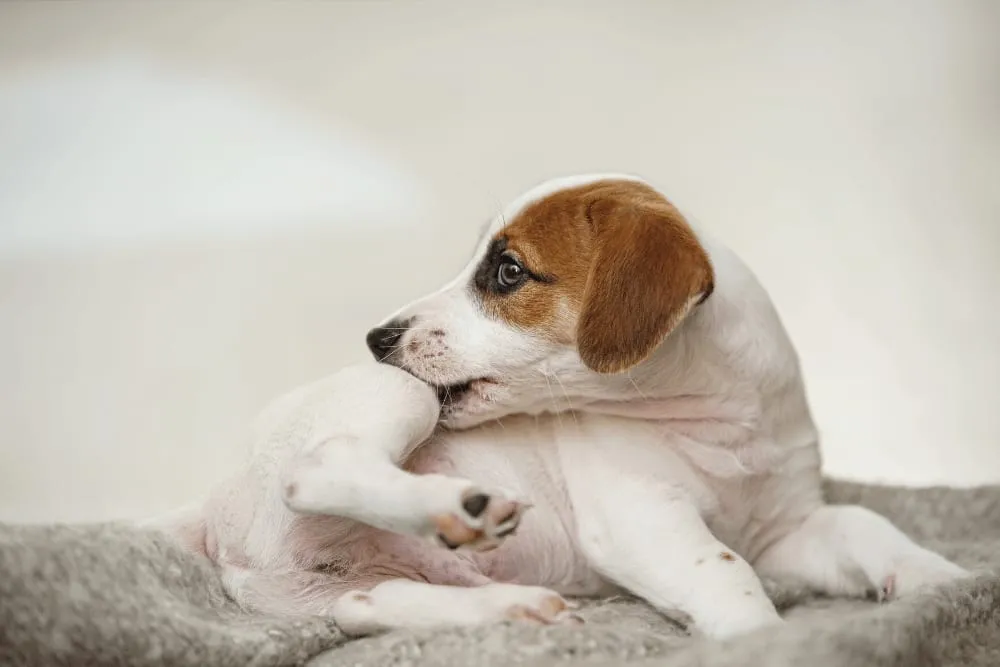 Puppy scratching itself on a blanket