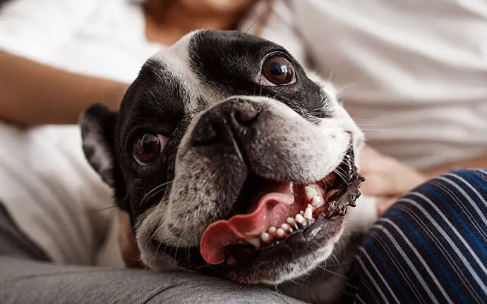 Smiling black-and-white dog on its owner's lap