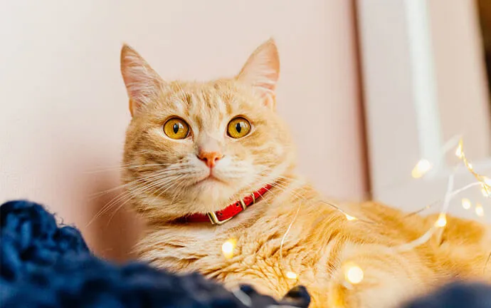 Orange cat in a red collar resting on a blanket