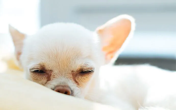 Cream Chihuahua napping on a blanket
