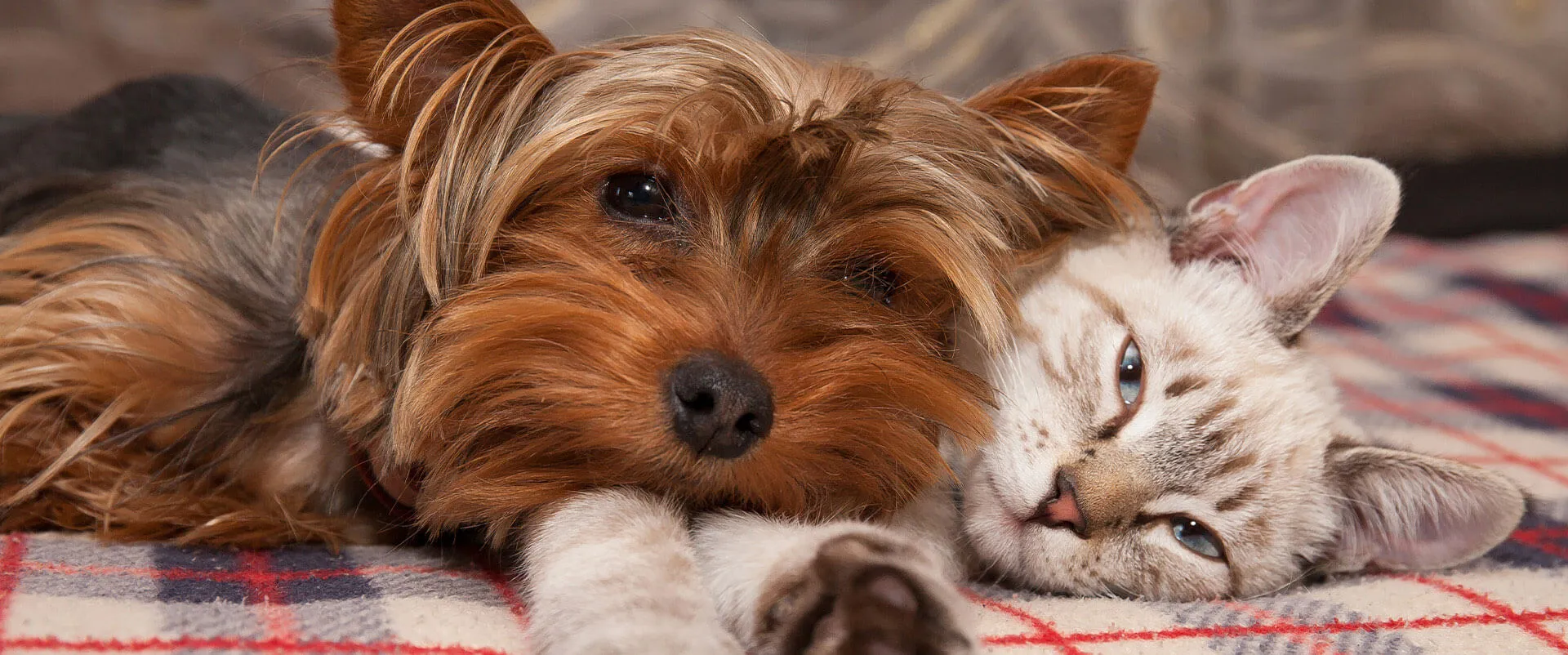 Yorkshire terrier and a kitten lying together on a blanket