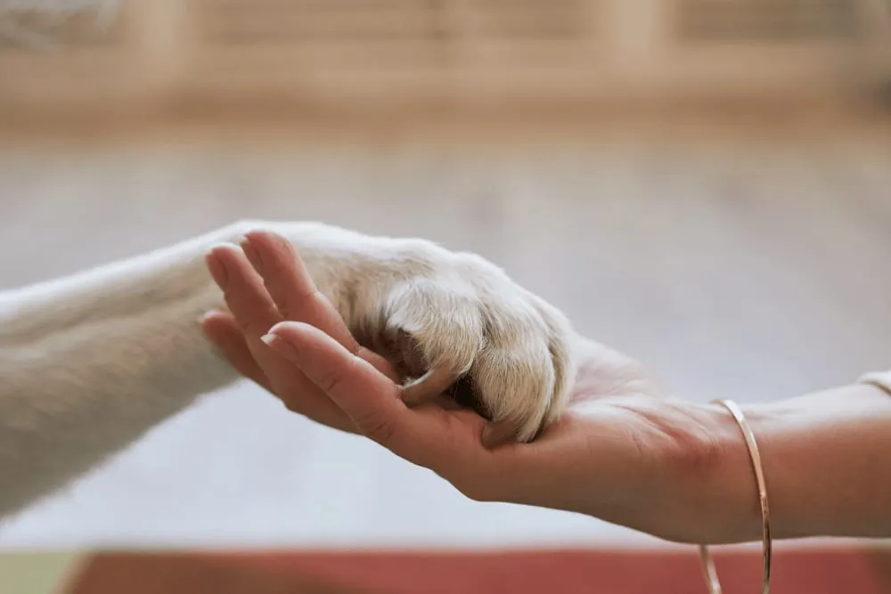 A dog's paw resting in a person's hand