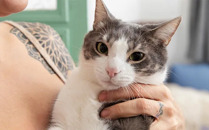 Gray-and-white cat held in its owner's arms