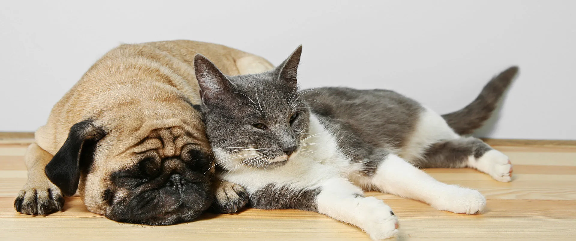 Pug and a gray-and-white cat sleeping side by side