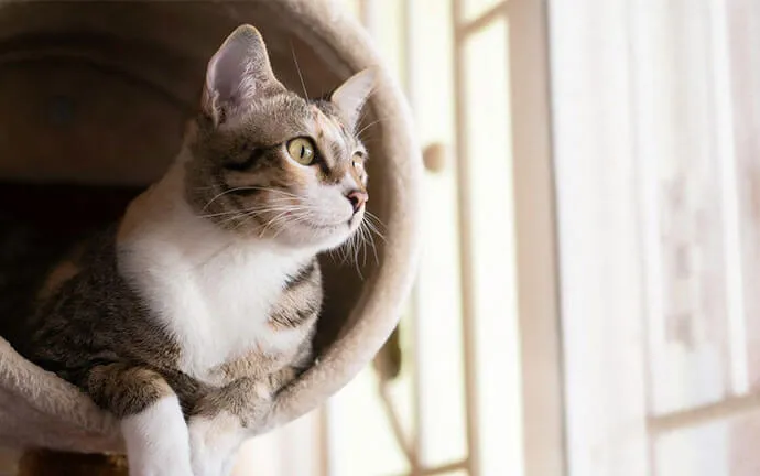 Tabby cat peeking out of a cat bed by a window