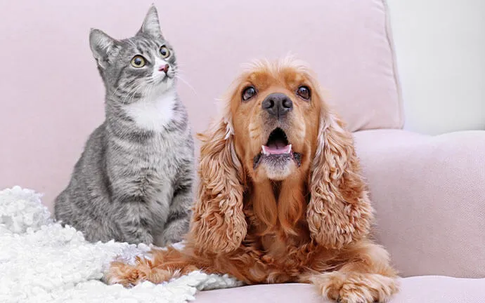 Gray cat and a cocker spaniel sitting side by side