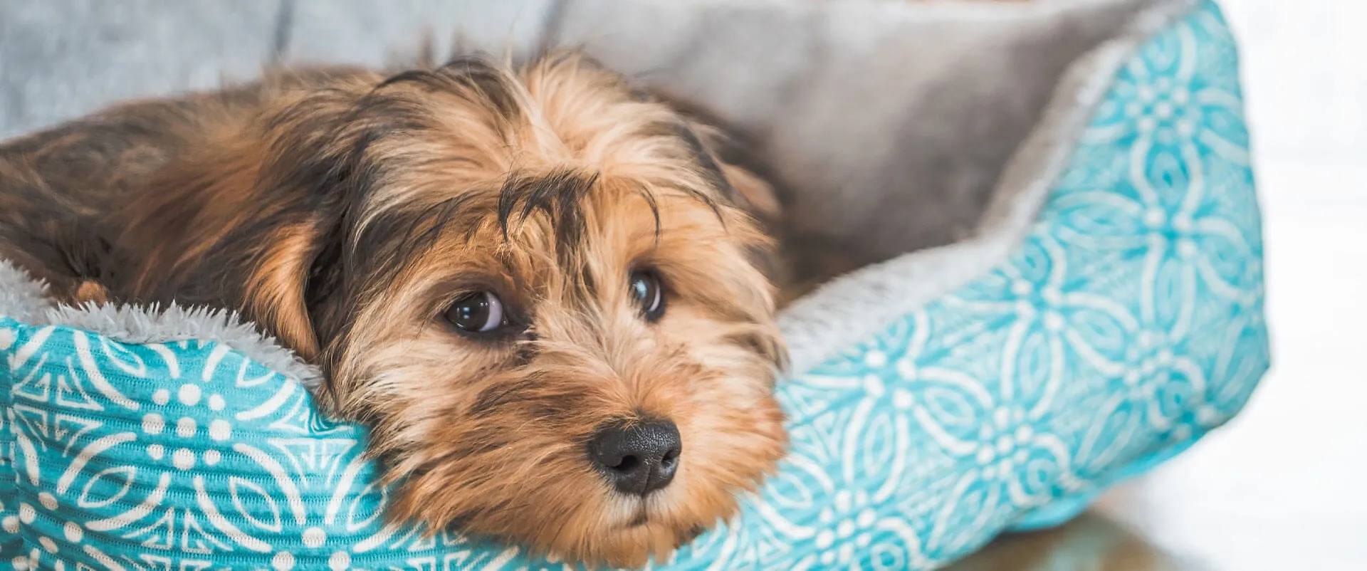Terrier mix resting in a blue patterned dog bed