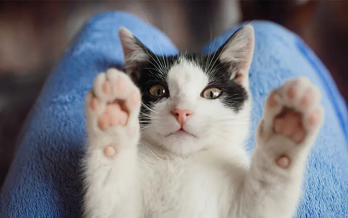Black-and-white kitten reaching up with both paws