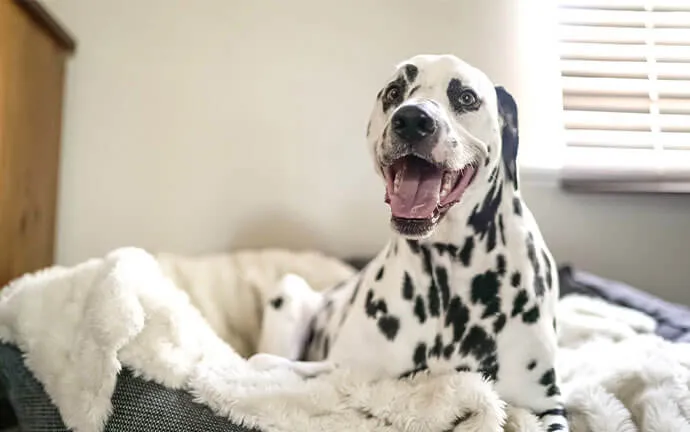 Dalmatian lying in a fluffy dog bed