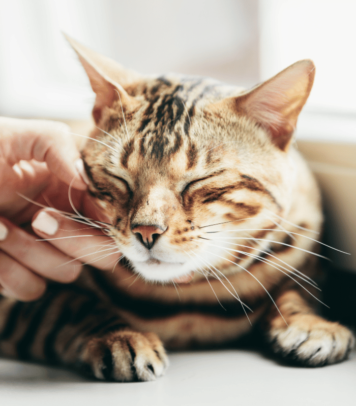 cat a hand petting a cat